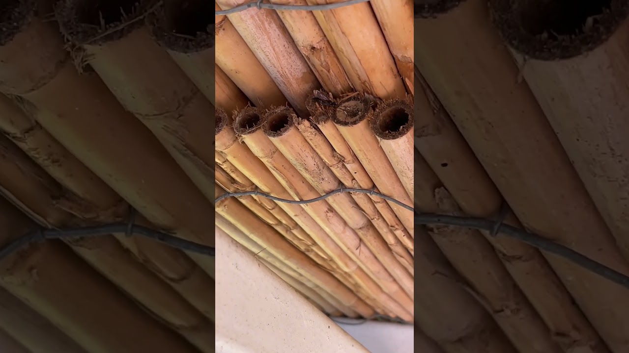 Çatı deliklerine yuva yapmışlar😳⚠️