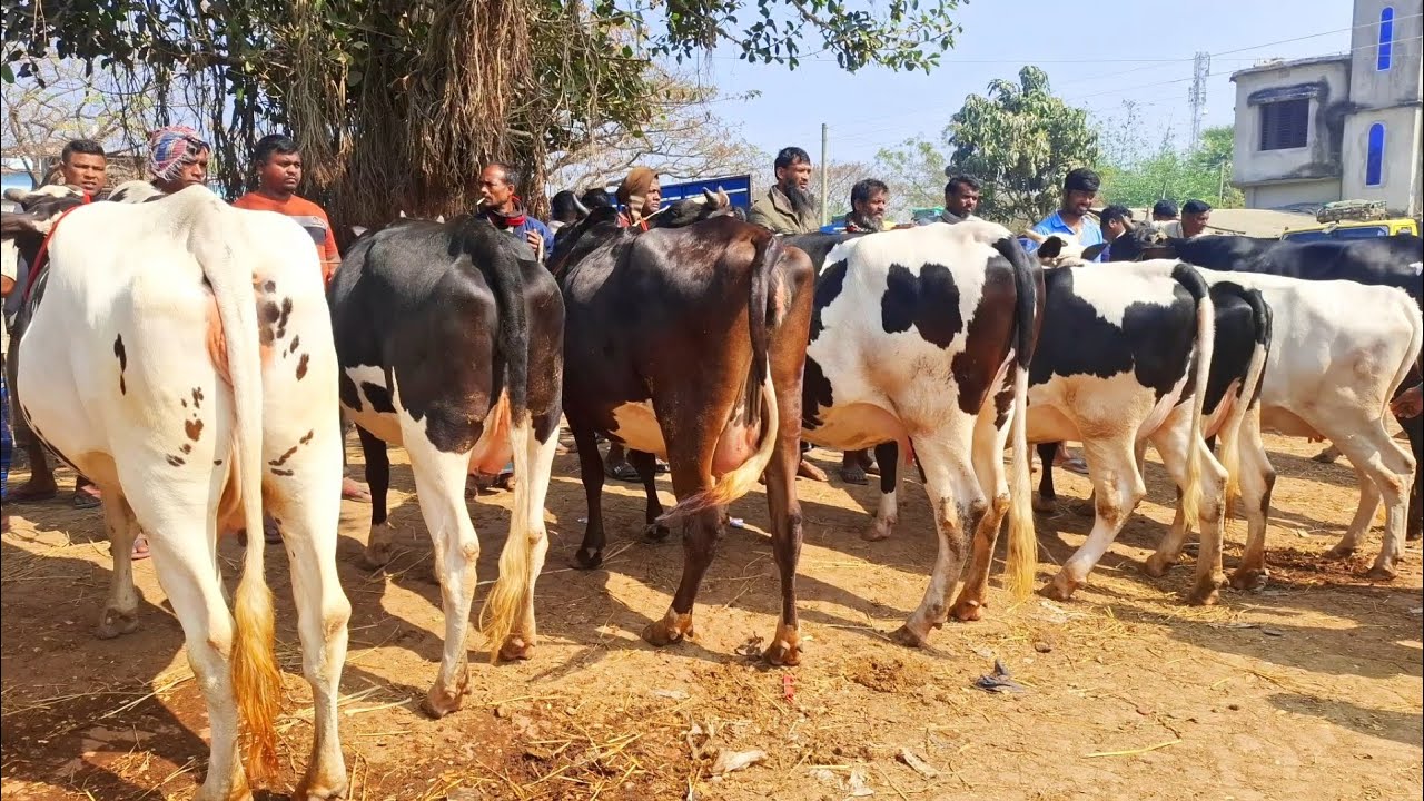 ১৫/২/২৬/ ফ্রিজিয়ান প্রেগন্যান্ট গাভীর মেলা, কোথা থেকে নিয়ে আসলো এত গাভী সোনাই চন্ডী হাট চাঁপাই।।