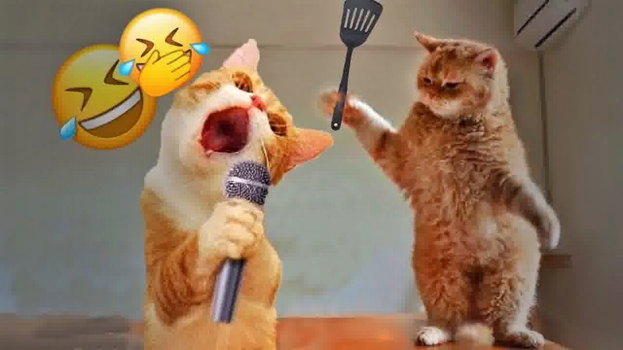 You Laugh You Lose😍Funniest Dogs and Cats 2025😹🐶