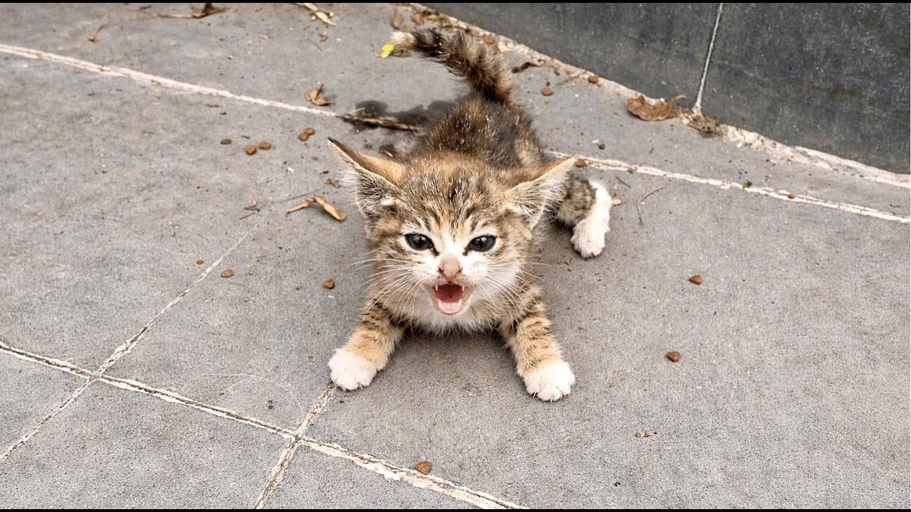 stray kitten meows very loudly and growls when I approached, My gentle touch made the cat trust me!
