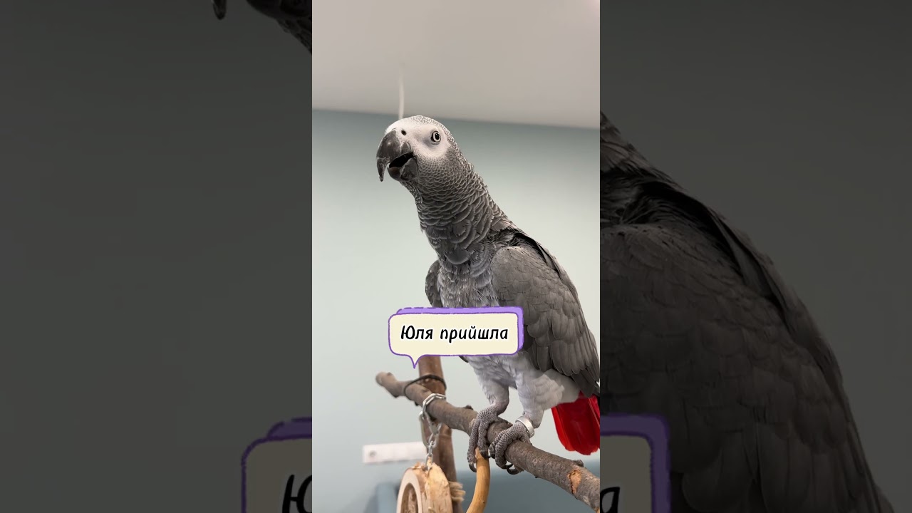 Час обідати #parrot #жако #birds #talkingparrot #pets #попугай #greyparrot #папугаговорить #жаколяля