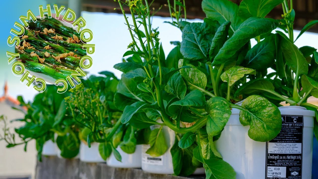 Grow Hydroponic Choy Sum (Chinese Broccoli) from seeds in plastic box ice cream, without soil