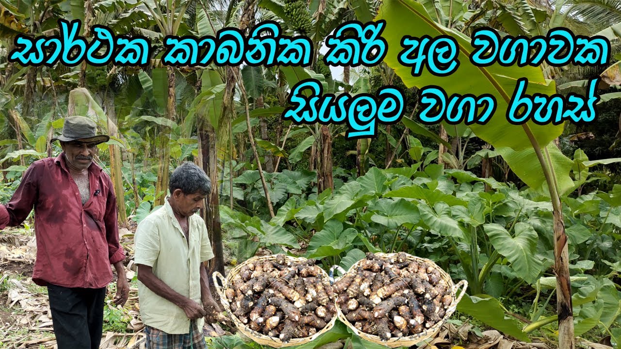 කිරිඅල වගාව මූල සිට අගදක්වා නිවැරදිව / kiri ala wagawa / kiriala wagawa sinhala