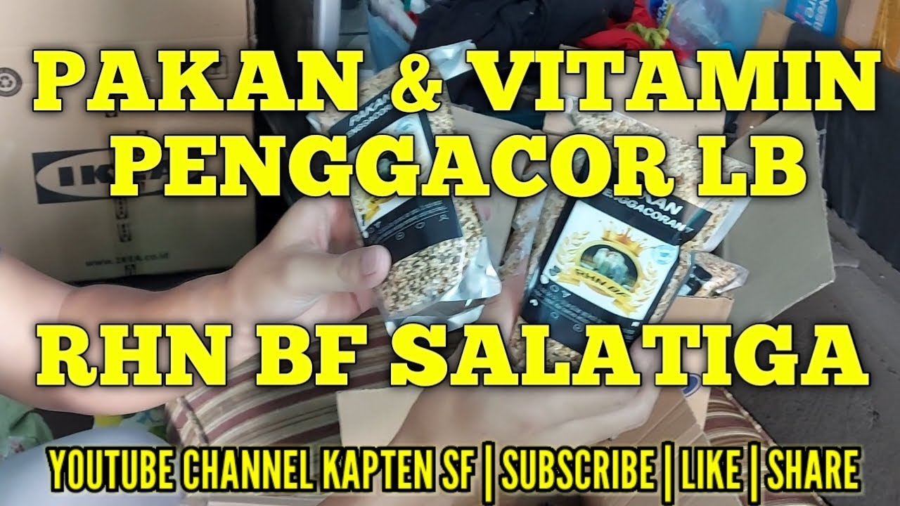 INI YANG MEMBUAT BURUNG LOVEBIRD CEPAT GACOR | PAKAN DAN VITAMIN RHN BF SALATIGA