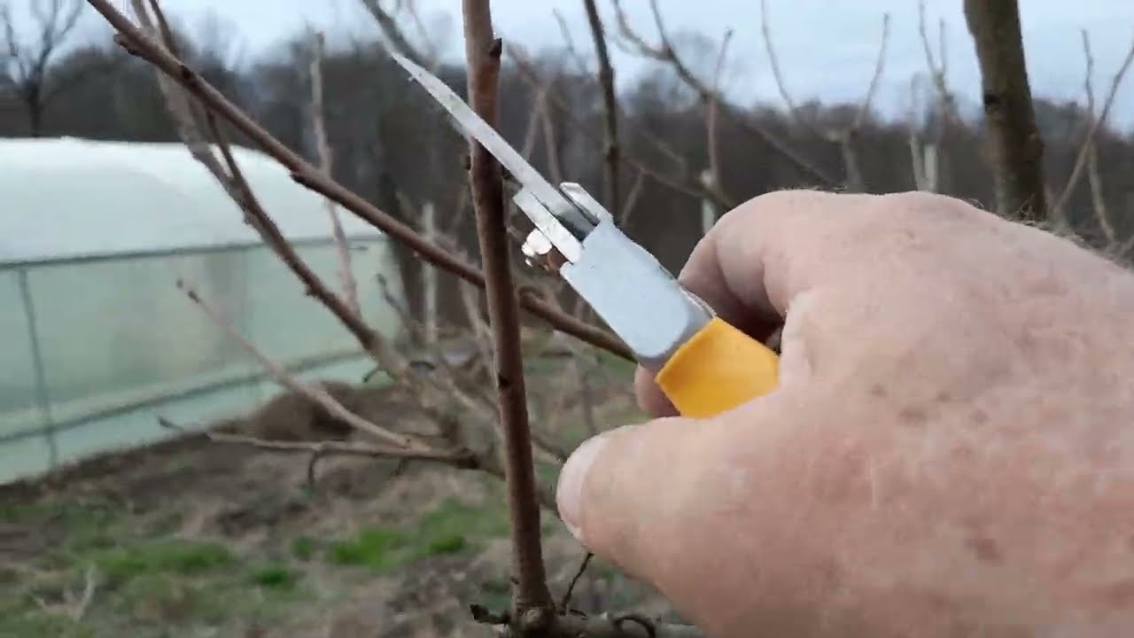 Na ovaj način zimi orežite stablo kakija (japanske jabuke)