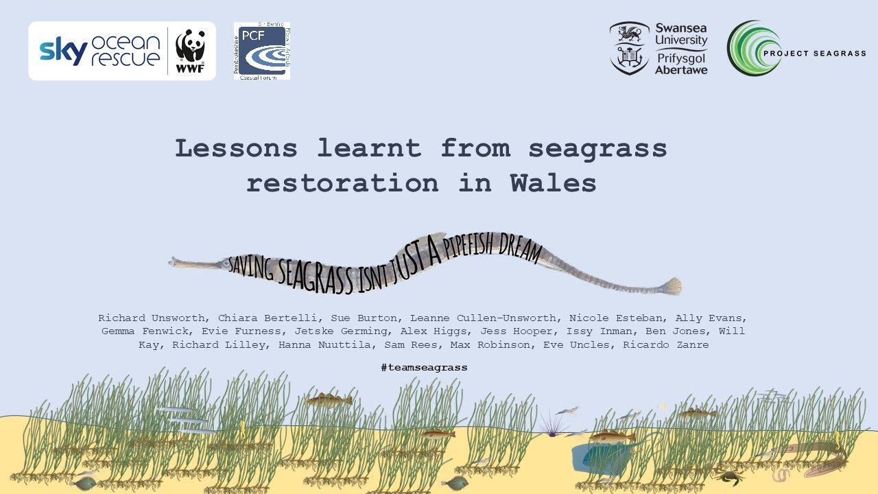 Lessons learnt from seagrass restoration in Wales