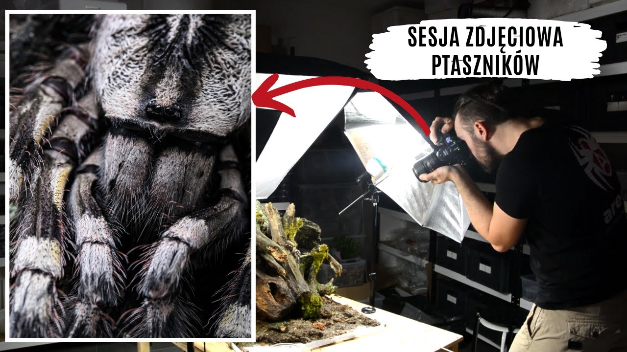 Zdjęcia ptasznik&oacute;w - jak powstają i o czym pamiętać przy ich robieniu | arent.pl