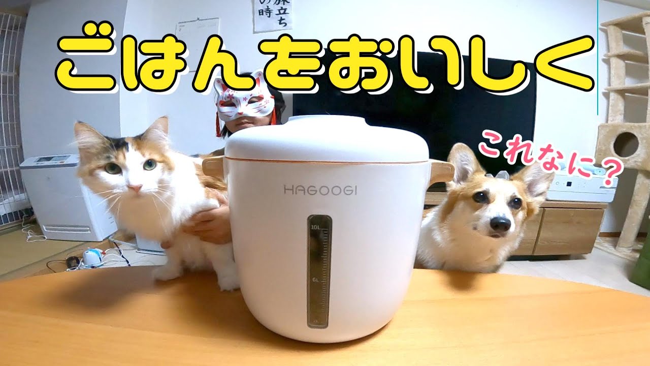 食いしん坊なコーギーにプレゼント♪