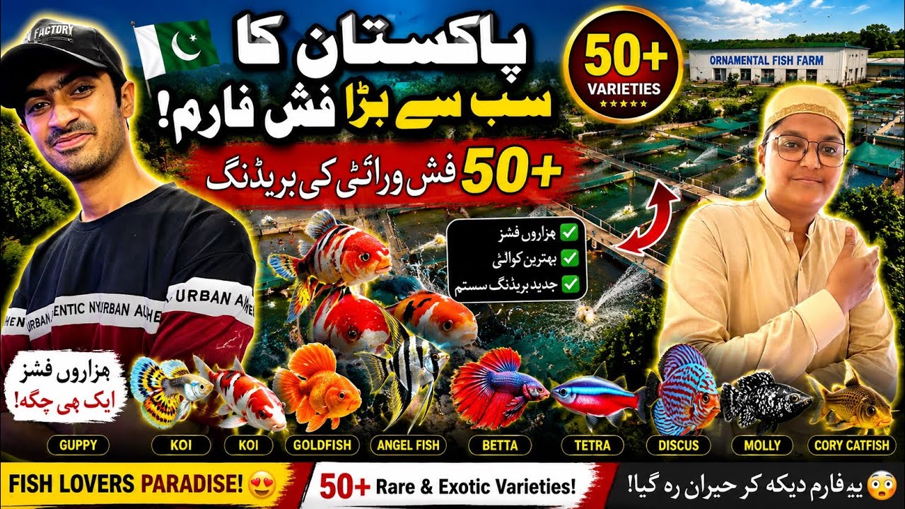 50 Acres Exotic Fish Farming in Pakistan’s No.1 Exotic Fish Farming Mega Fish Farm Tour
