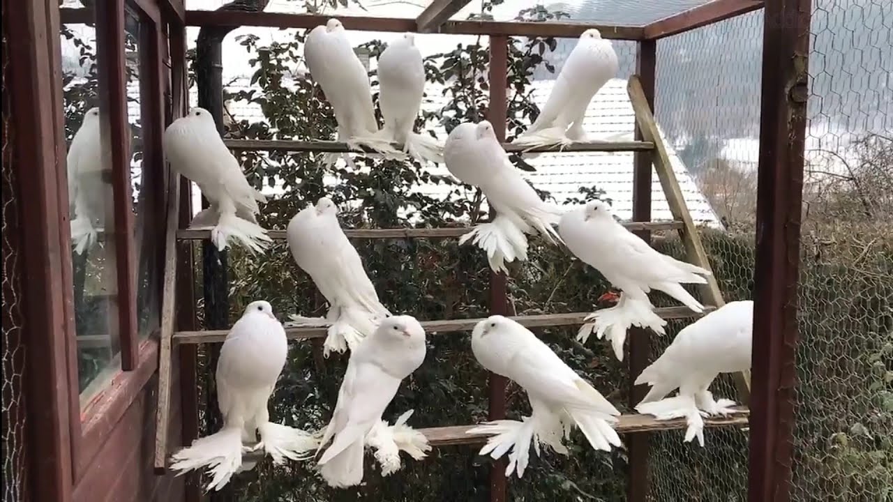 Pomeranian Pouter Pigeons