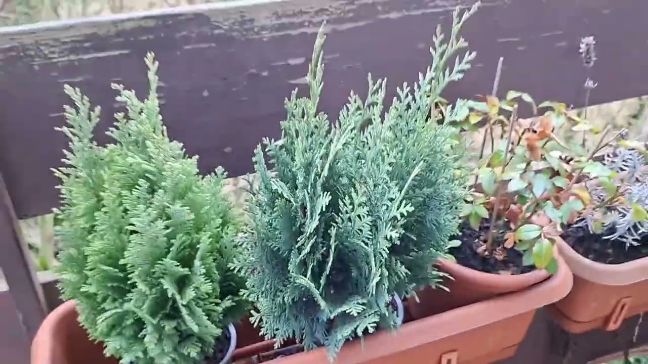 Германия без прикрас.  Крысы у дома. Немецкая провинция 