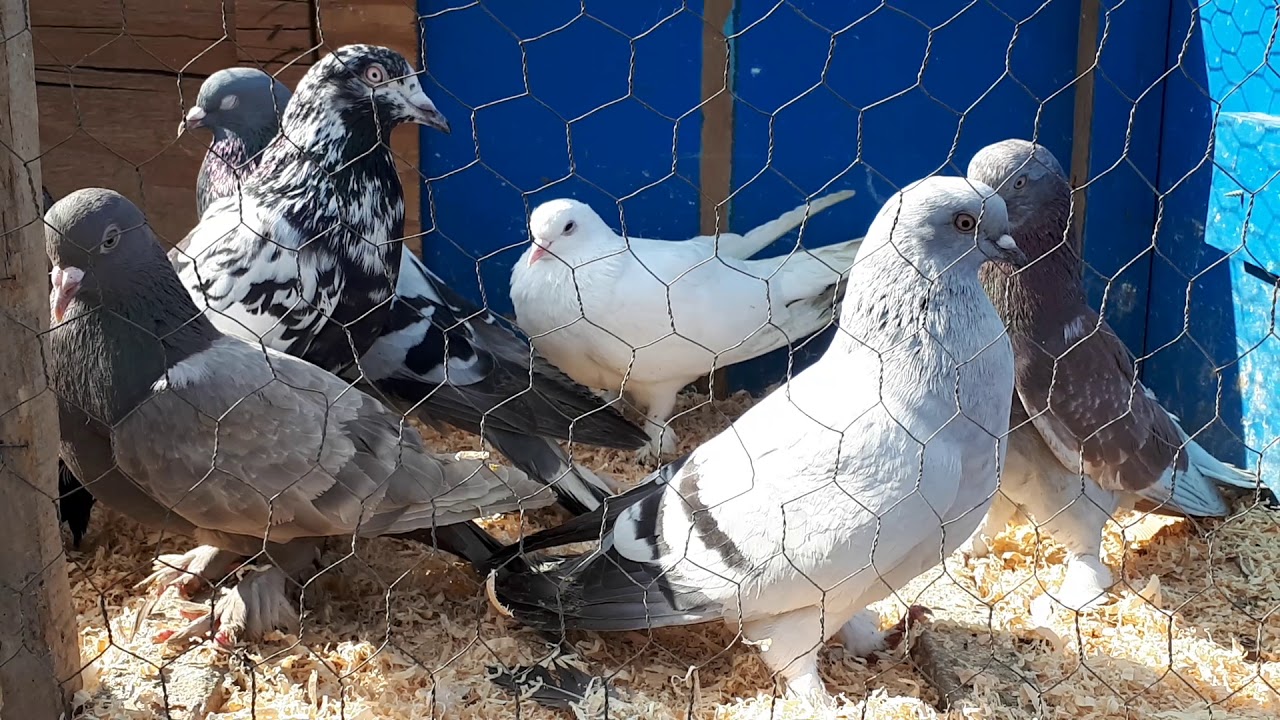 EDİRNEKAPI GÜVERCİN PAZARI 4-2019