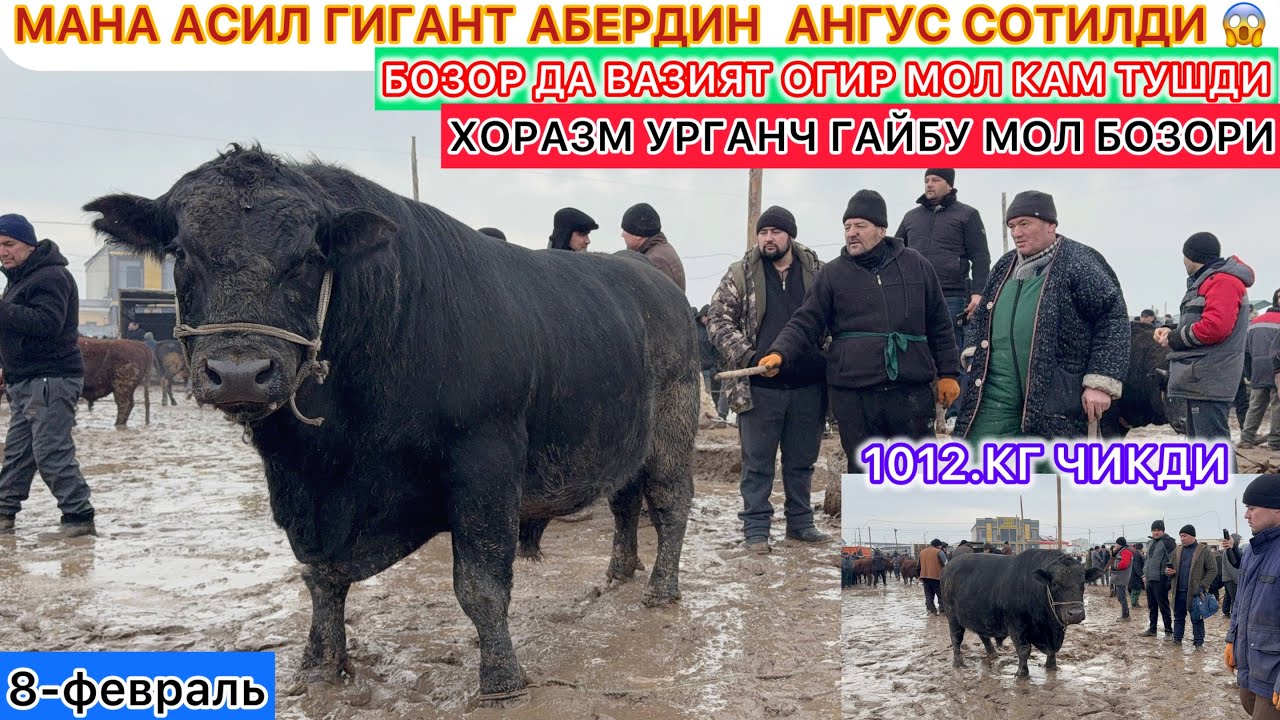 МАНА АСИЛ ГИГАНТ АБЕРДИН АНГУС СОТИЛДИ БОЗОР ДА ВАЗИЯТ ОГИР МОЛ КАМ ТУШДИ ХОРАЗМ МОЛ БОЗОРИ 2026.