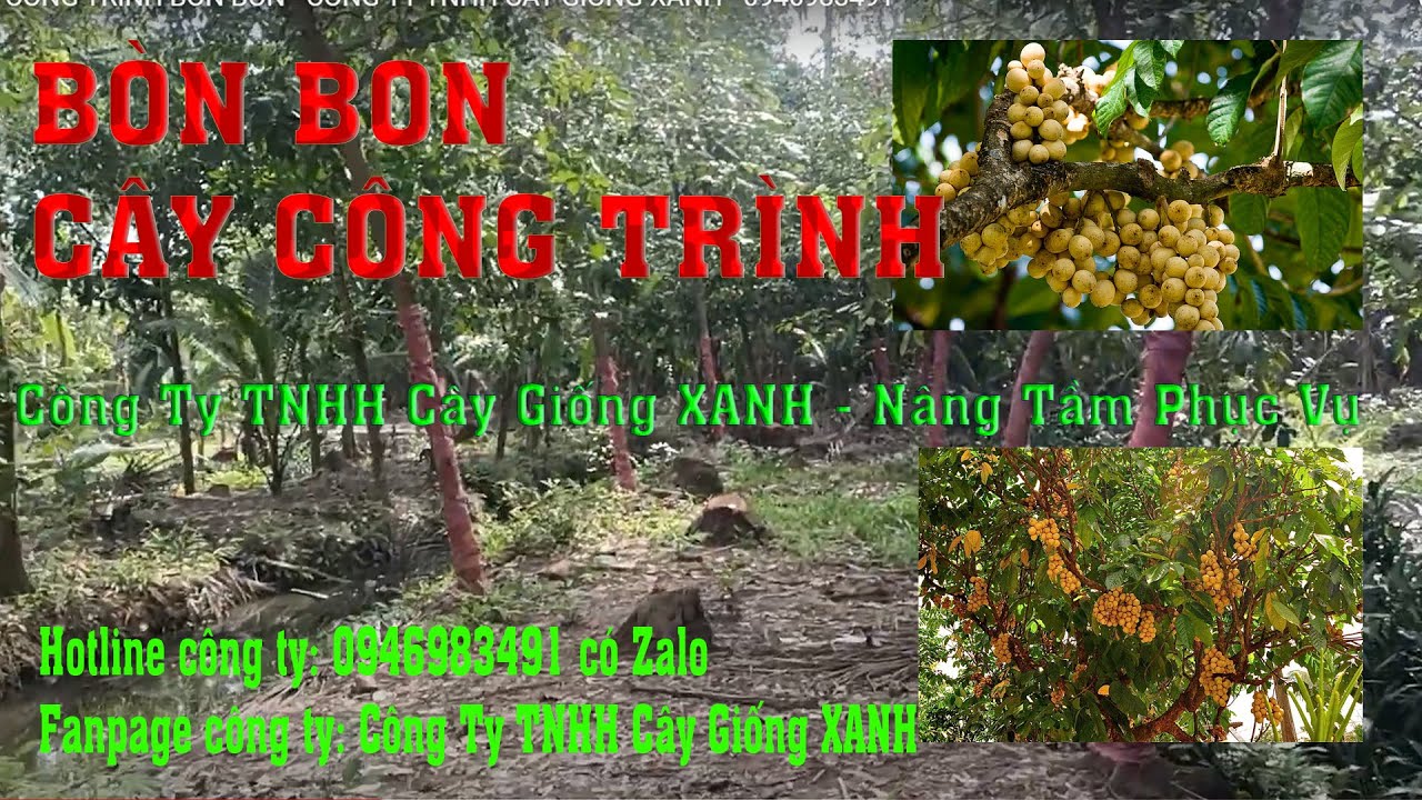 CÂY CÔNG TRÌNH BON BON - CÔNG TY TNHH CÂY GIỐNG XANH - 0946983491