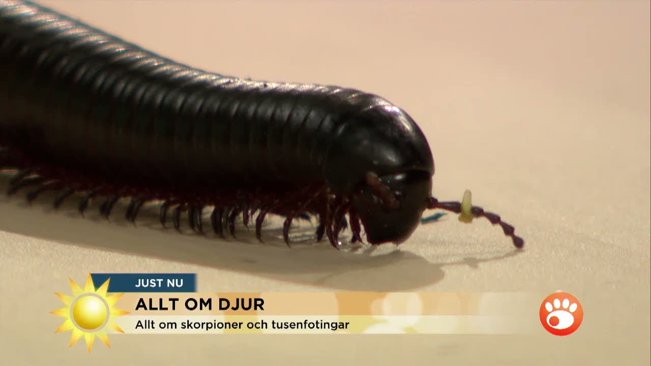 Zoologen: 