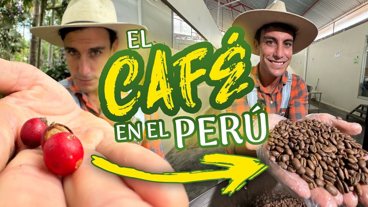 El café en el Perú ☕| Agricooltores