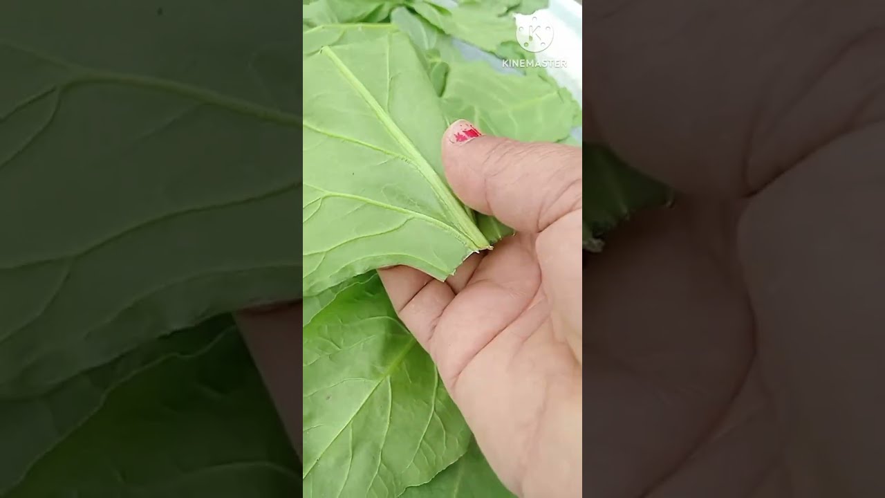 طريقه تخزين ورق السلق