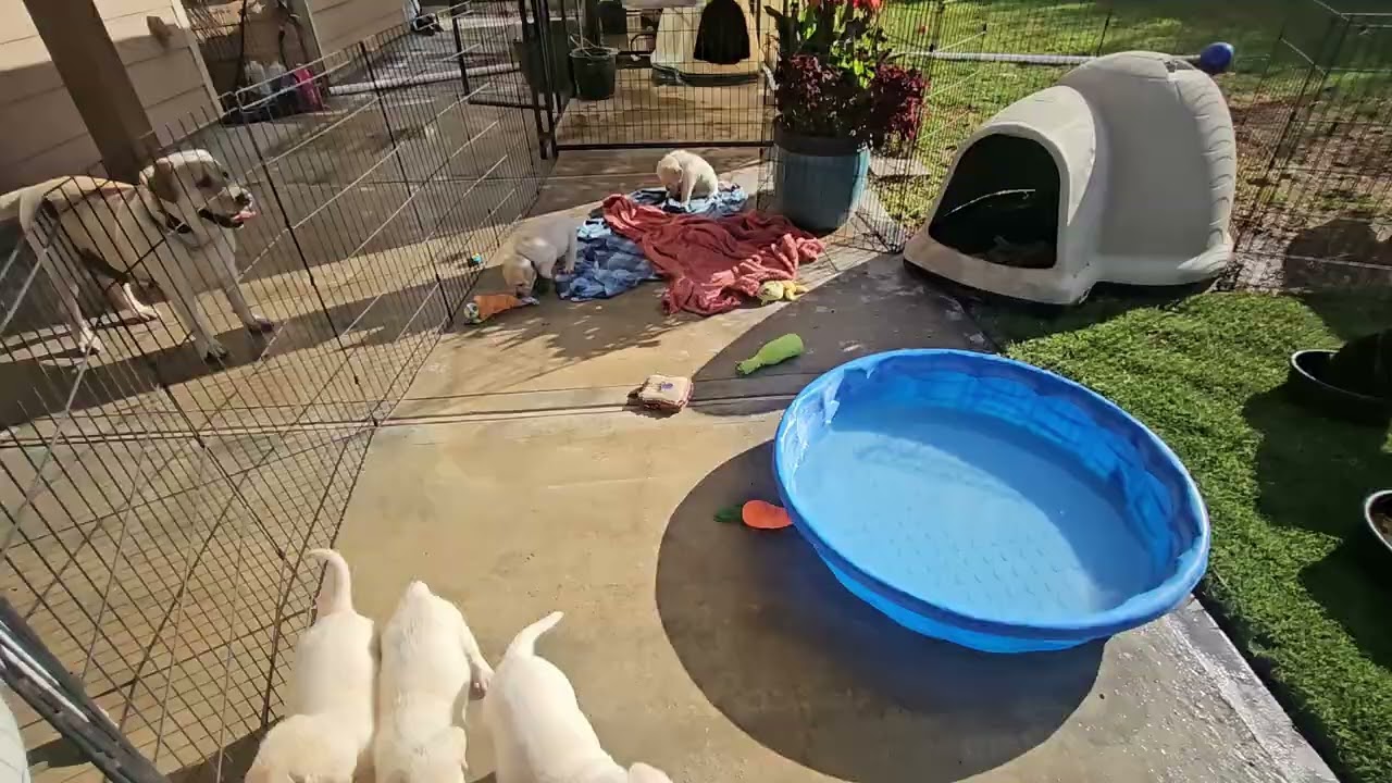 Labrador Puppies 6 weeks old