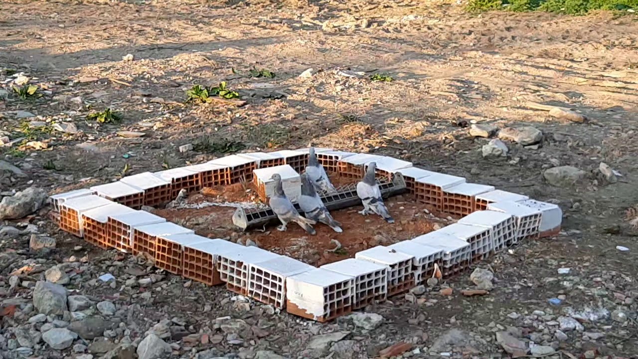 TAKLACI GÜVERCİN HEDEF NEDİR? VE NASIL ALIŞTIRILIR..