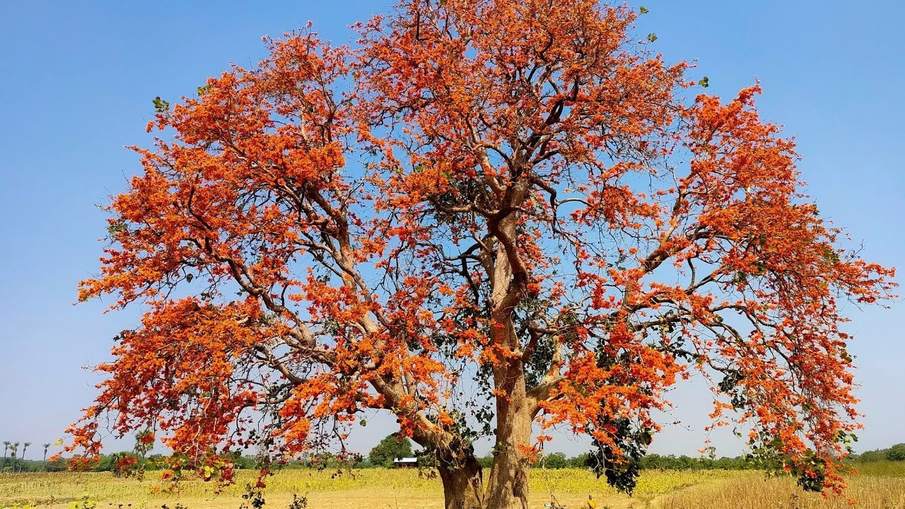 Painting landscape Richfield and beautiful red tree in Cambodia. While having cession.