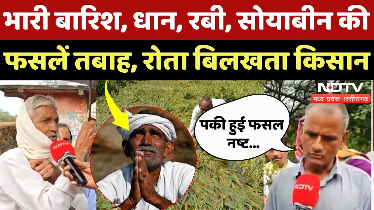 MP Rain Alert: भारी बारिश, फसलें बर्बाद!| Farmers | Soyabean | Crops Damage | Top News | Latest News