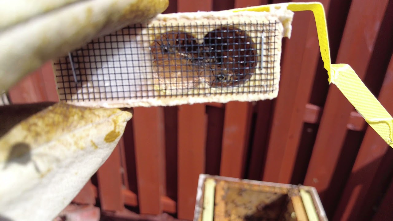 How to install a bee package