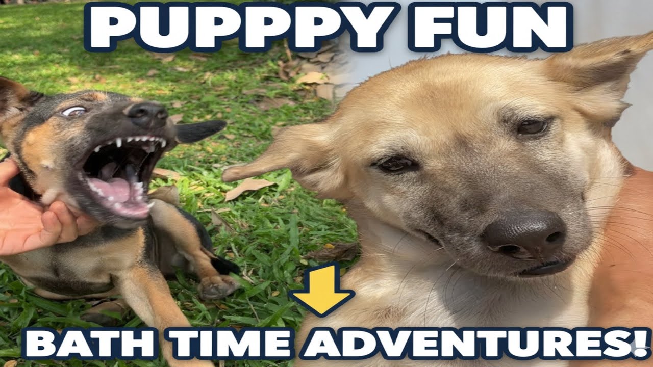 Ben Ben vs. The Outdoors: Watch Her Get Totally Messy! 🐕💨