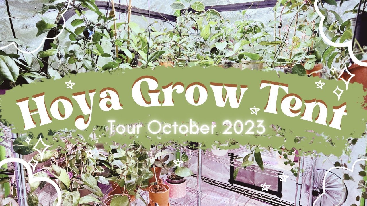 Hoya Grow Tent Setup 2023