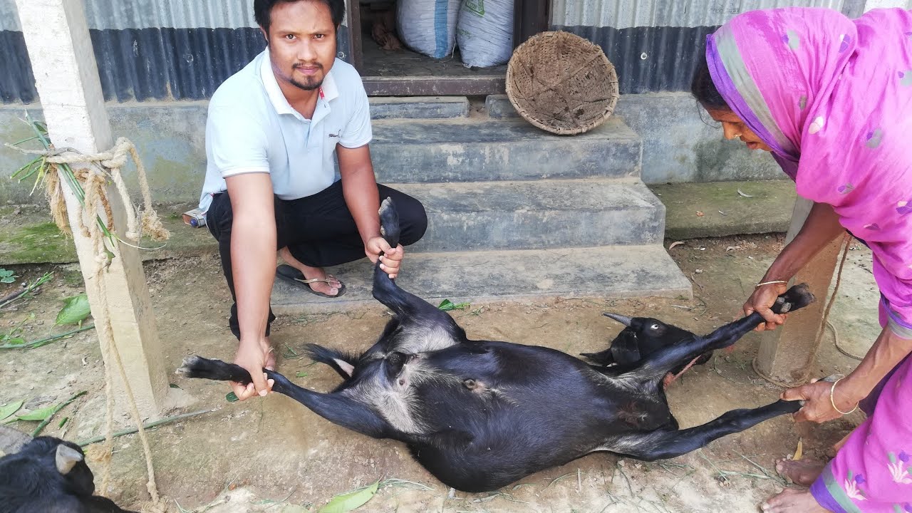 ছাগলের পেট ফাপা রোগের ১০০% সফল চিকিৎসা || ছাগলের পেটে গ্যাস জমলে করনীয় ||