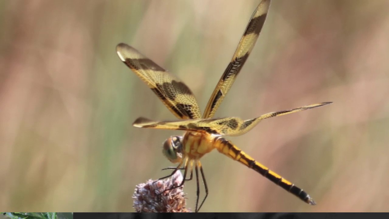 HickCoMo WIldflowers 2017 V5