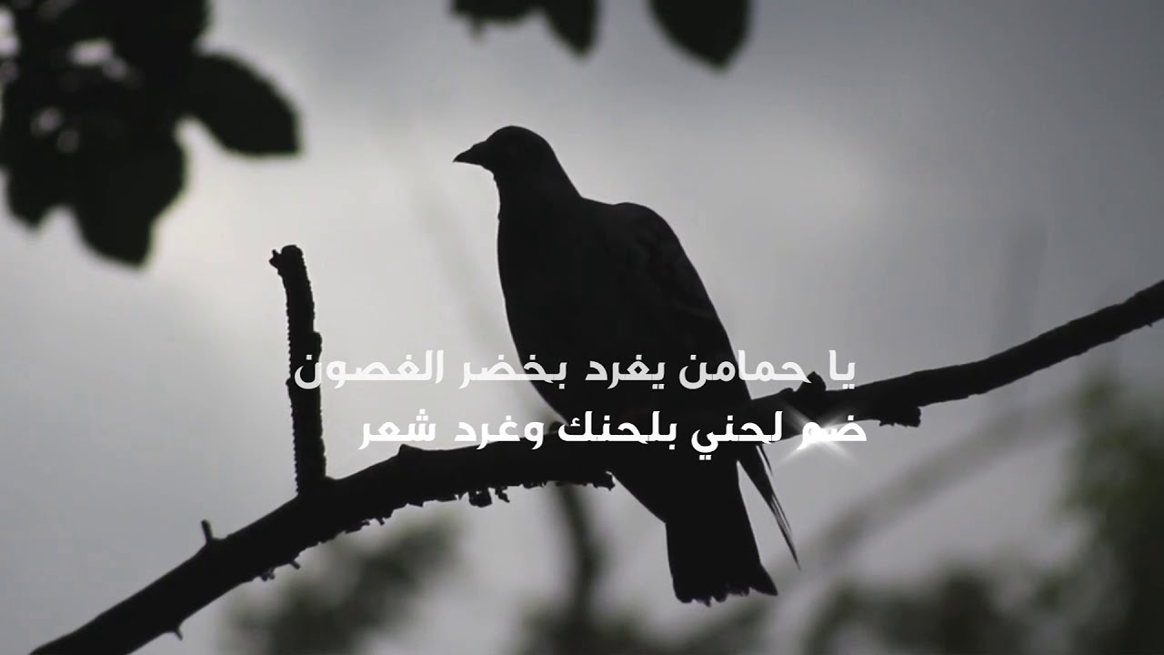 شيله حزينه جدا هزاع المهلكي شيلة قصتي
