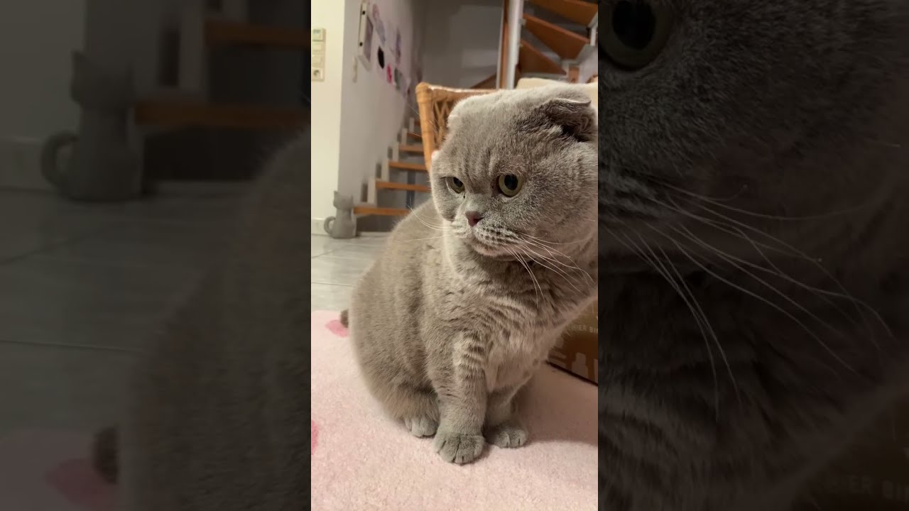 Cat Live | 2026. 2. 13 |Evening snack Mukbang #cat #mukbang #고양이 #먹방