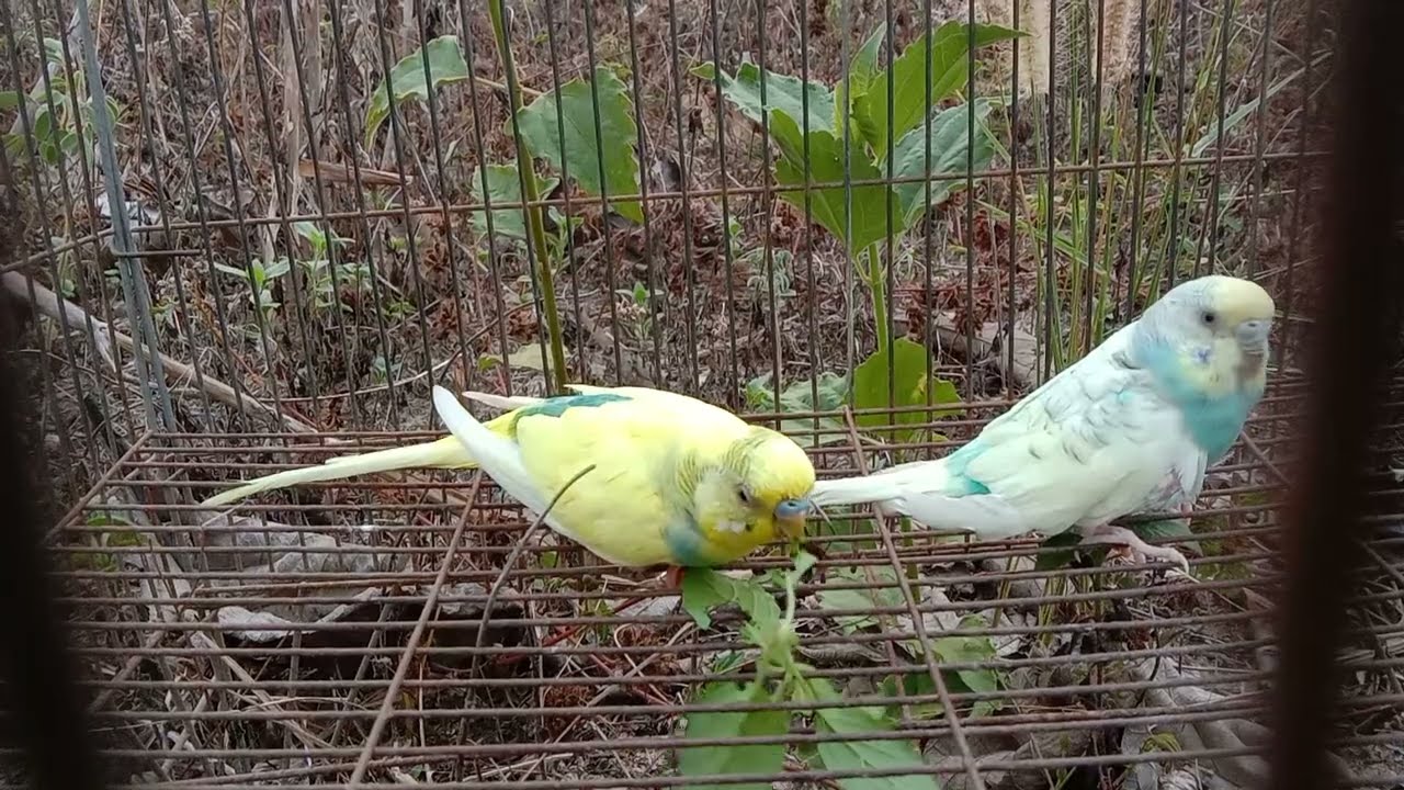 The parrot is eating vegetables