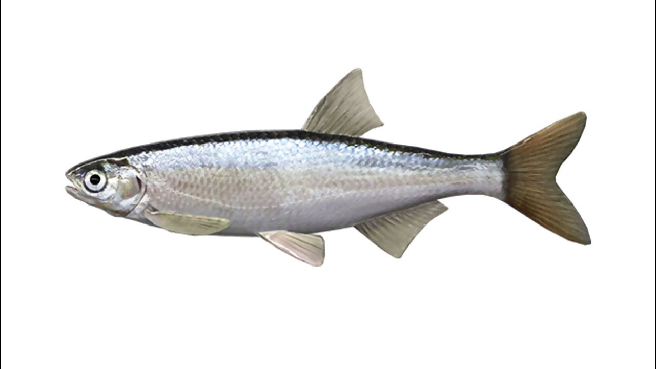 Рыба уклейка