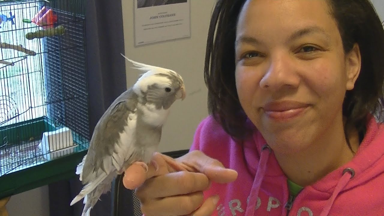 Tips for Training Your Cockatiel to Stop Biting When Stepping Up