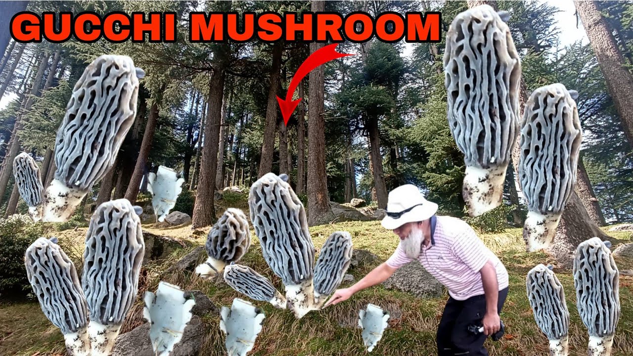 Itnay 😱Zayada🥰 Gucchi ( Morel) Mushroom ♥️ Kabi Nahi Dekhay