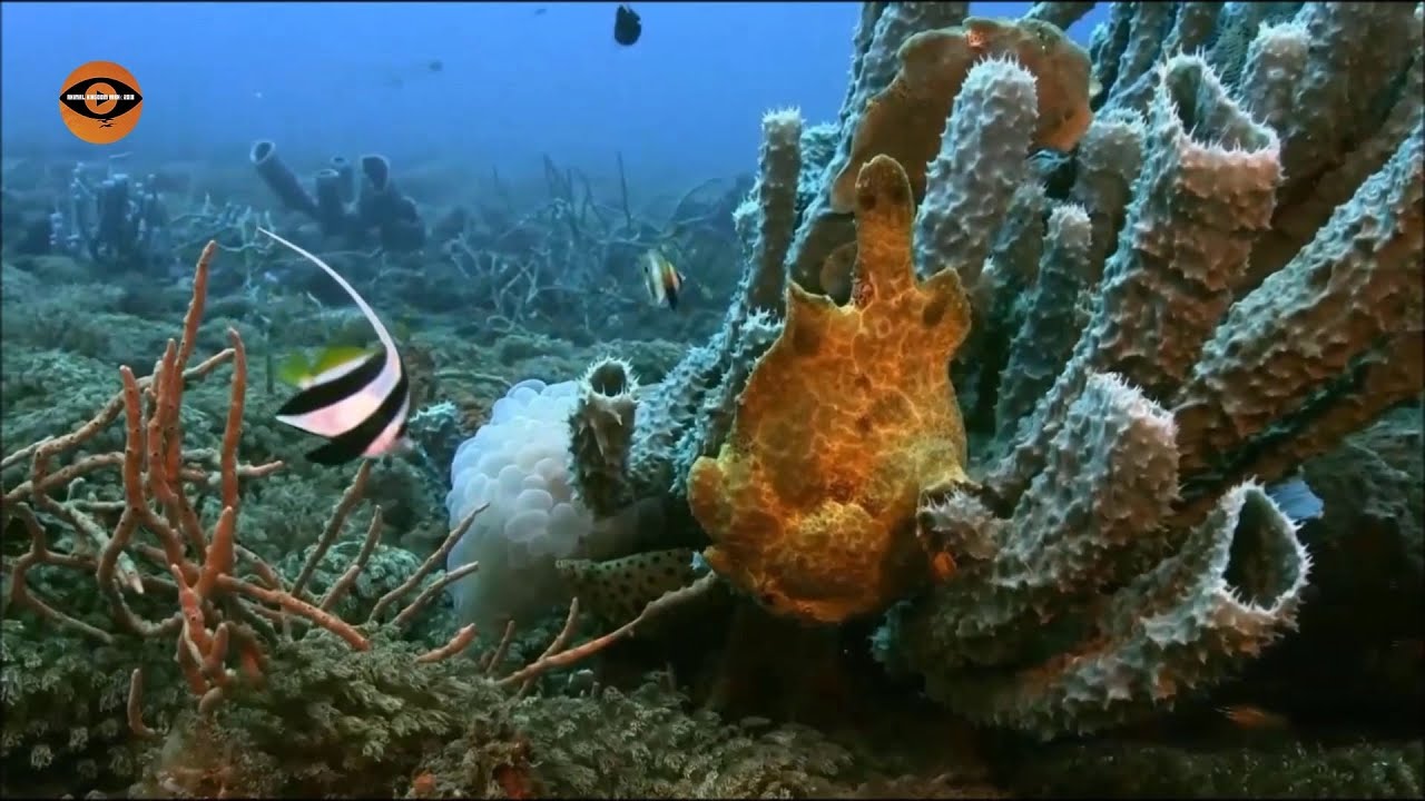 Nejpodivněj&scaron;&iacute; tvorov&eacute; z hlubin Oce&aacute;nů...Dokument CZ