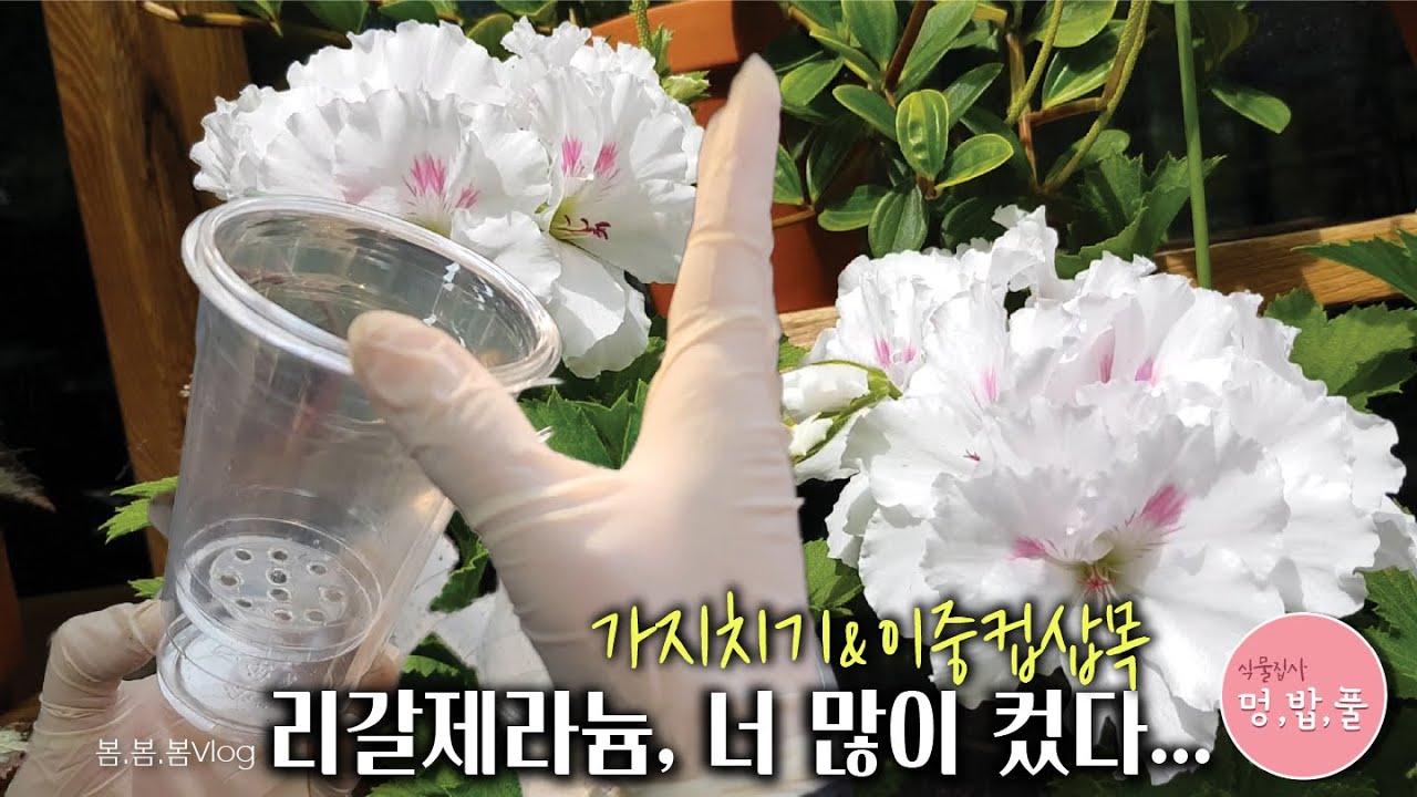 제라늄,리갈제라늄 모나리자바이스 휘어진 가지 정리 & 이중투명컵삽목