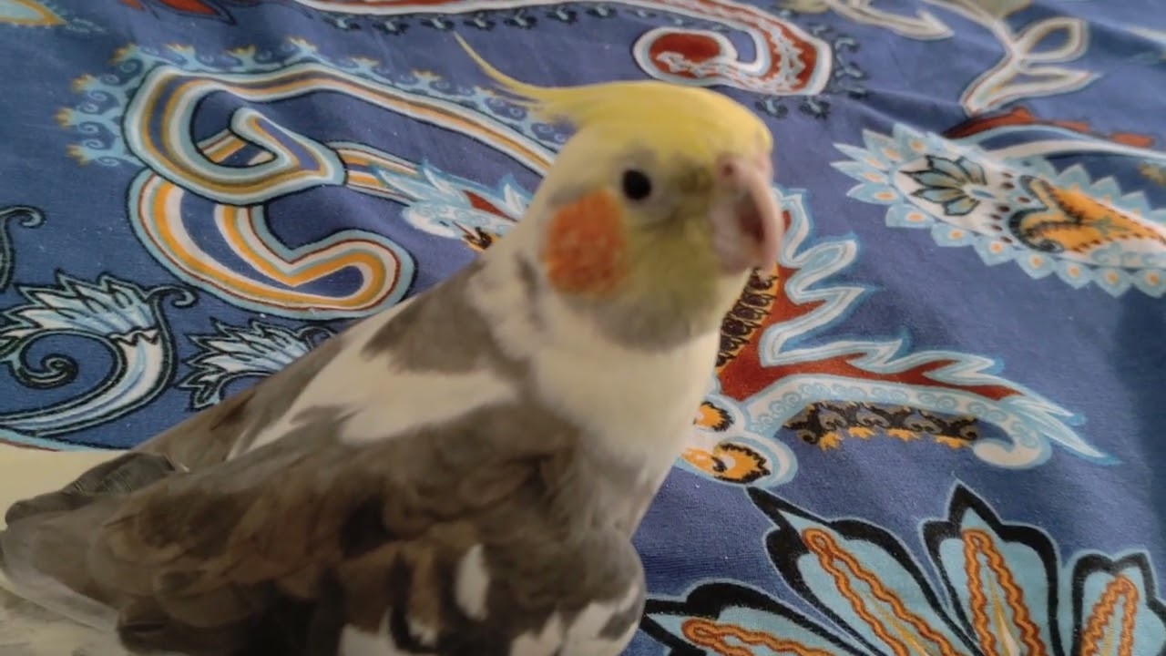 13 February Special 🐥🐥 Tukoo toootukootooco Cockatiel singing 🐥