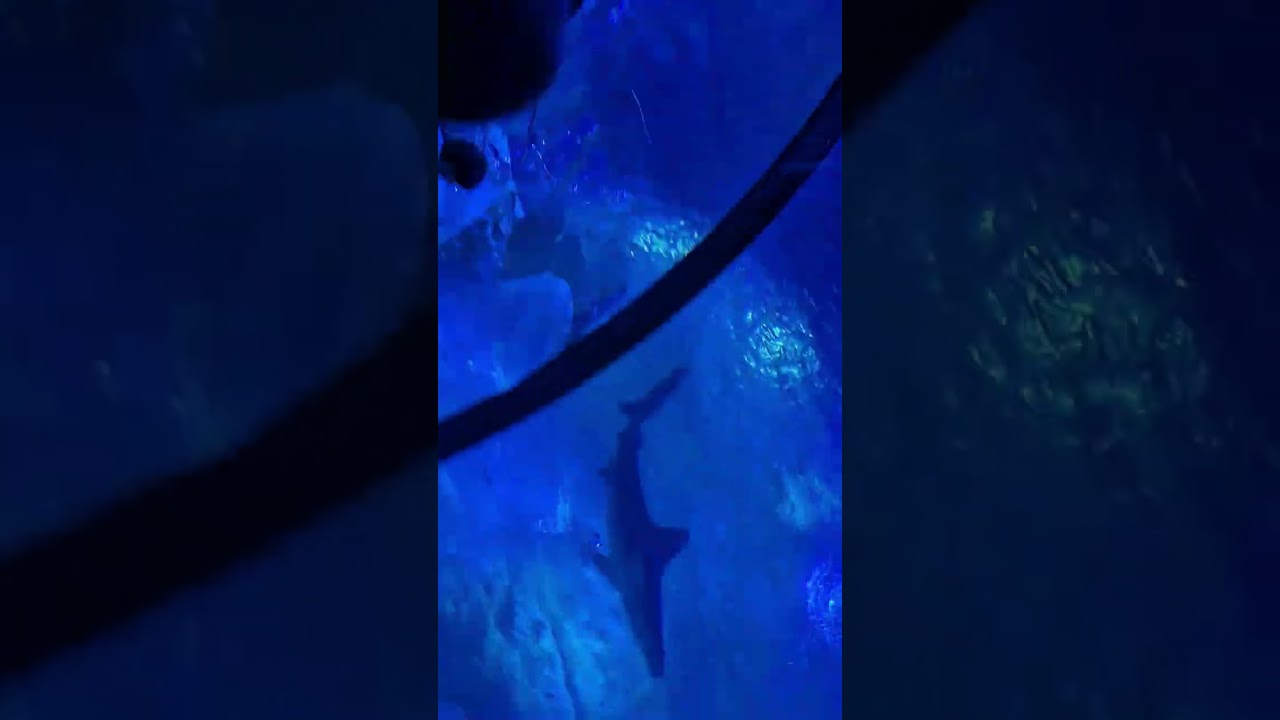 #AQUA Life in Australia #
