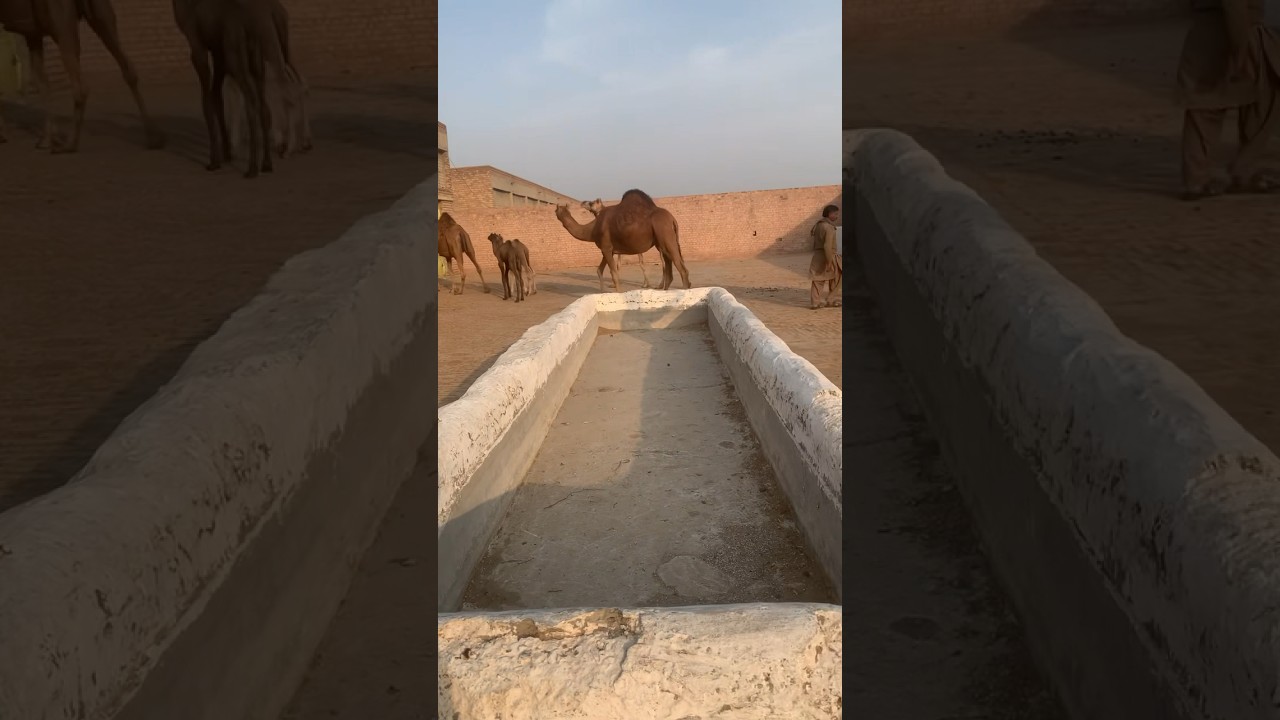 Camel farm- modern camel farming #animal #cemalfarming