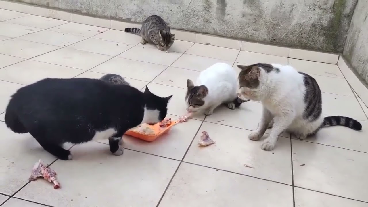 🥹🧿🙏 #cat #kitten #babykids #cute #animals #chat #cutecat #pets #sweetestkittens #funny 
