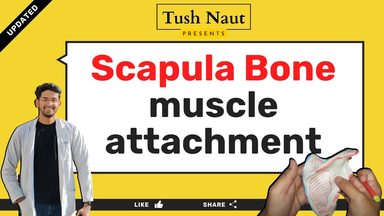 Scapula muscle attachment - Easy handwritten notes