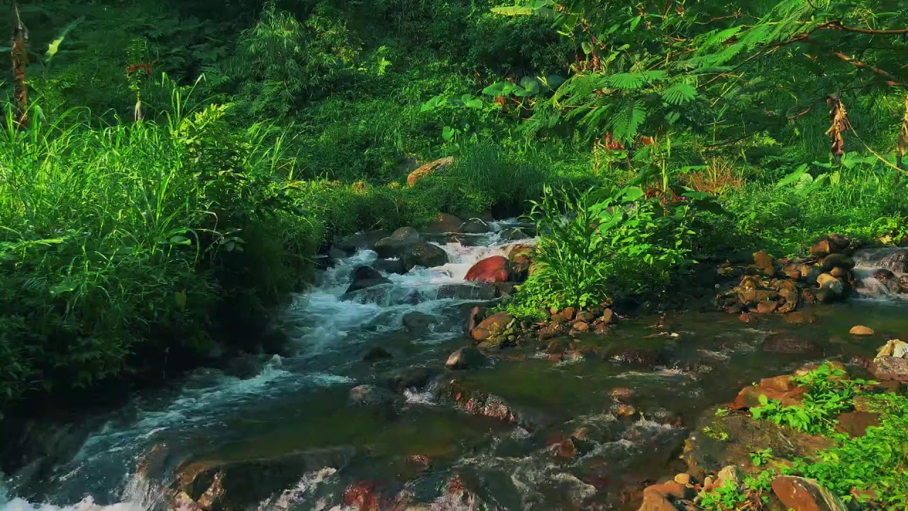 Peaceful River Flowing Through a Quiet Forest – Gentle Nature Sounds for Deep Sleep and Study Focus