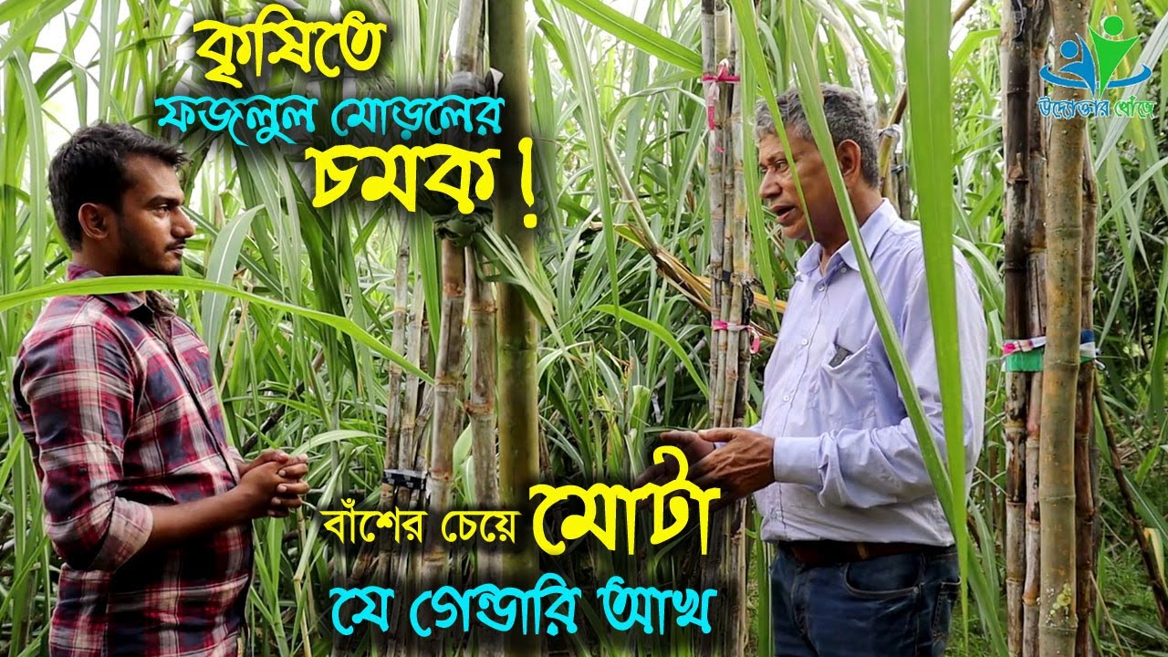 ফজলুল মোড়লের এক ভিন্ন জাতের গেন্ডারি আখ চাষ | উদ্যোক্তার খোঁজে