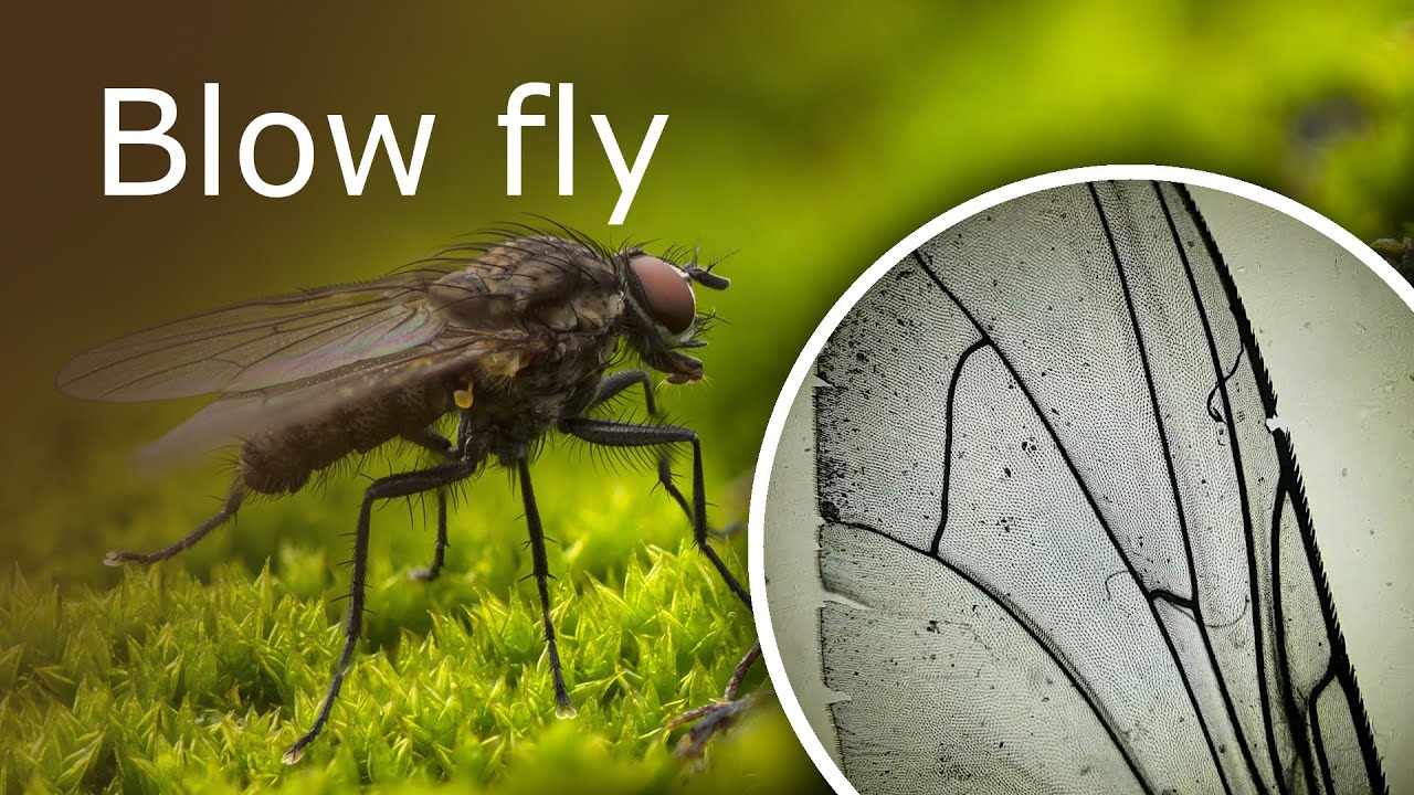 Blow Fly (Calliphoridae) Wing Under a Microscope