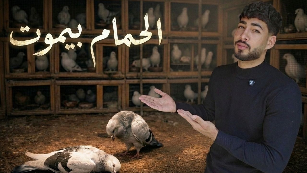 الحمام مات… بس الزغاليل لسه 💔🐣 متابعة كاملة