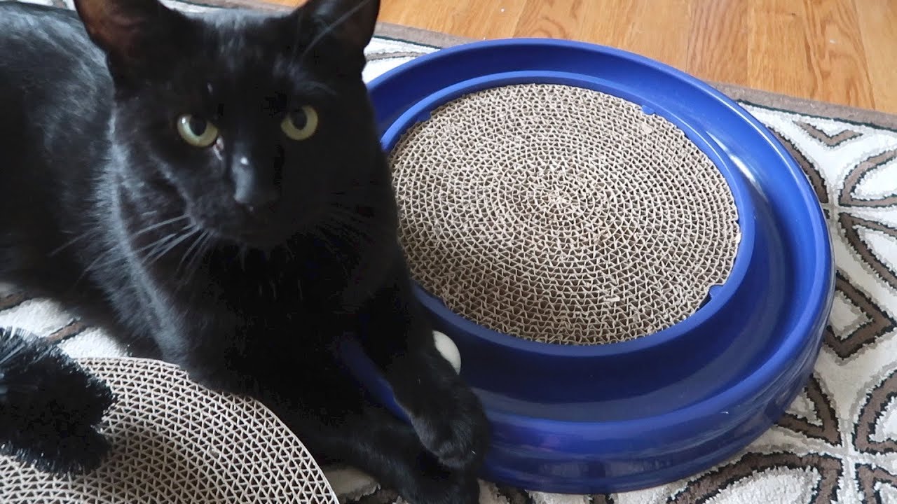 Boo day 118 - Stella and Simba Meet The Undercover Mouse - The Lucky Ferals
