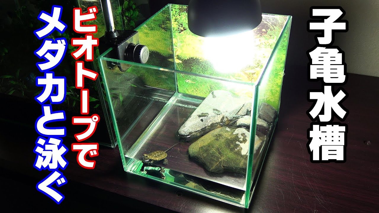 【拾った子亀を育てる】イシガメではない！？ビオトープでお散歩【カメ水槽④】