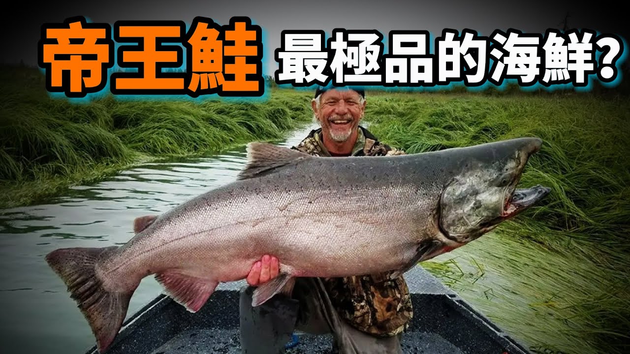 帝王鮭的秘密：它是最強壯的三文魚，也是最頂級的海鮮，為了繁殖它把自己變成怪物，並且憑實力拯救了五大湖的災難！